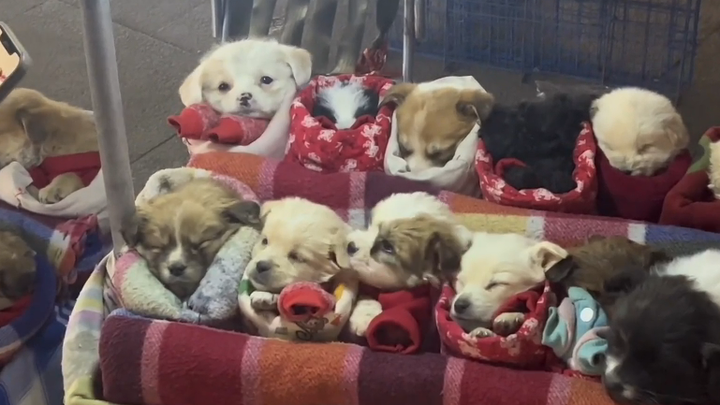 The world is falling apart, but the little dog keeps mending it.