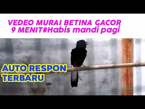 VEDEO 9 Menit Murai Betina Gacor