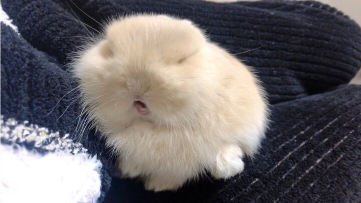 Useless except for being cute…