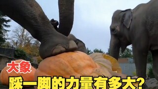 大象踩一脚的力量有多大？拿南瓜来试试就知道了！