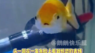 For the first time, I saw a terrified expression on a fish's face.