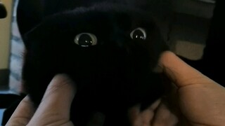 一只黑猫的内心os：