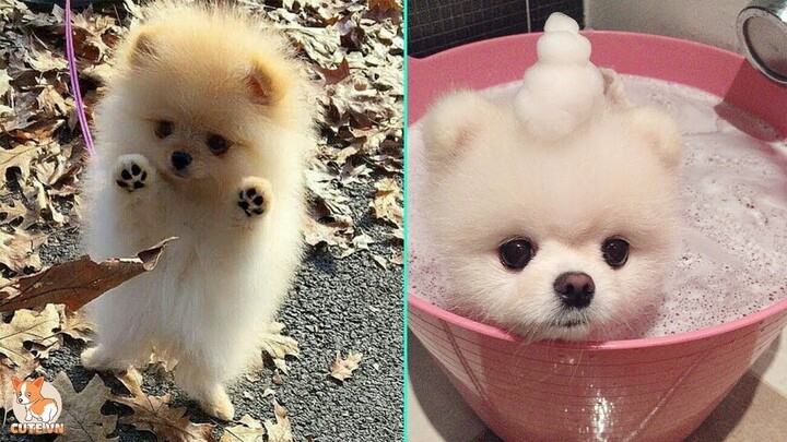 😍 Mini Pomeranian - Funny and Cute Pomeranian Videos  - CuteVN