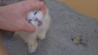 Bila Anda berpura-pura buang air besar di kotak pasir, apakah kucing akan menguburnya untuk Anda?