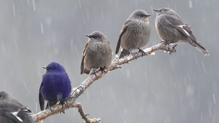 ظهر بيننا أحد الفراولة الزرقاء