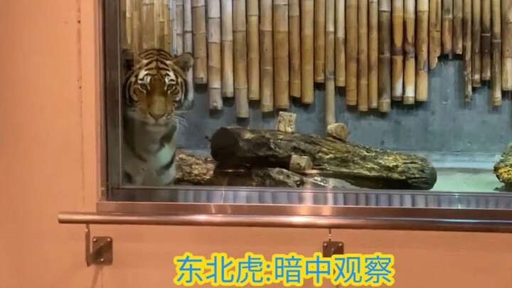 The Siberian tiger secretly observes the adorable snow leopard.