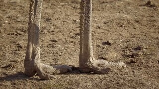 Journey of the Emu Australia s Ancient Nomads on an Epic Quest  Wild Tales  Documentary (1080P HD)