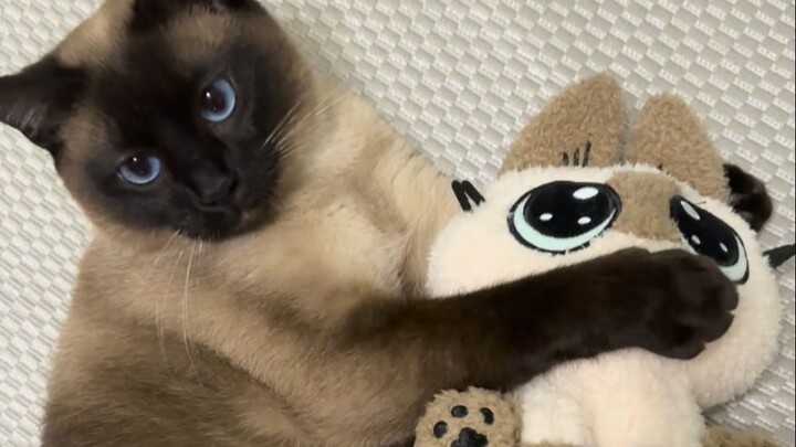 Boss Wo and the newcomer are really close, meow!