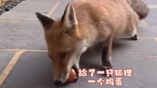 A fox came into the backyard and was given eggs twice, so it ended up calling its whole family over!