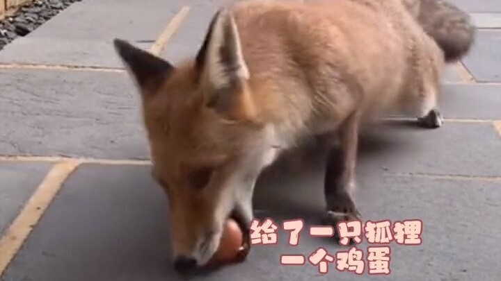 一只狐狸跑到后院，给了它两次鸡蛋，结果它把它全家都叫来了！
