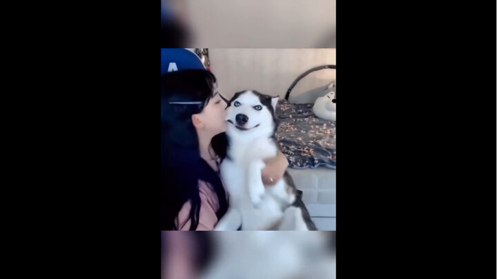 “The Joyful Everyday Life of Dog Ownership”
