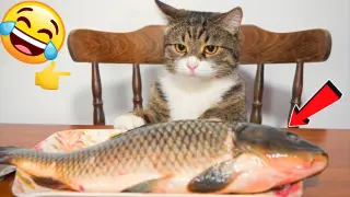 Funny Animal Videos 😺 Funniest Cats Dogs Compilation 2022