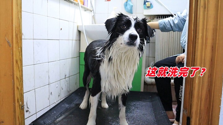 I told the dog to leave while I was in the shower, and the Border Collie replied, “Are you sure it’s