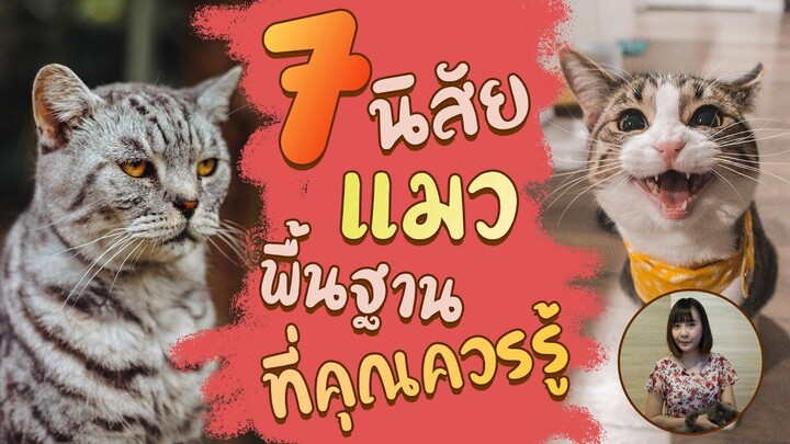 7 นิสัยแมวพื้นฐานที่คุณควรรู้  :EP22