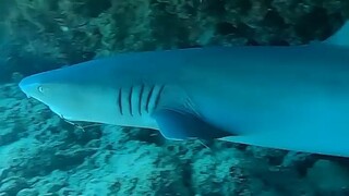 I encountered this scene while diving 🦈 and nearly lost my life! I was so scared that I literally sh