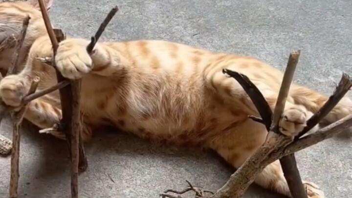 แมวไฮโซ