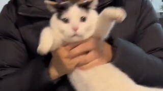 QQ bouncy, fragrant and soft kitten