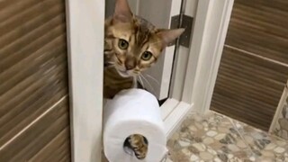 Hidup tidak mudah, berbakat dalam banyak hal