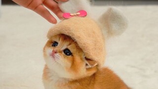 爸爸的毛做的帽子，正合适～