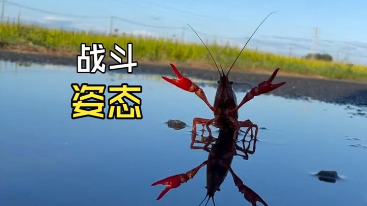 Animal videos that put you in a good mood!