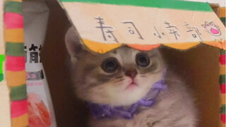 寿司小姐的小卖部开张了，欢迎大家来捧场唷！