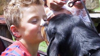 Doberman: Is the big dog in a suit easy to raise?