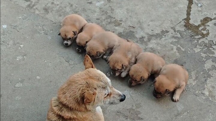 Chicken: Could you please settle the surgery bill?