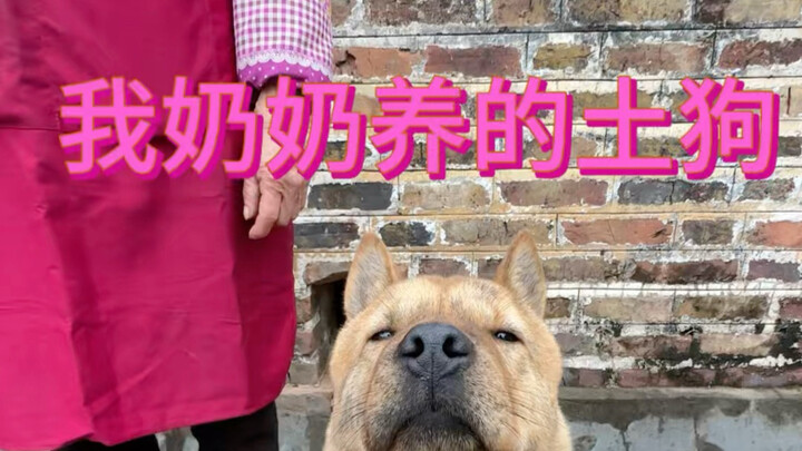 My Grandma’s Dog vs. My Dog