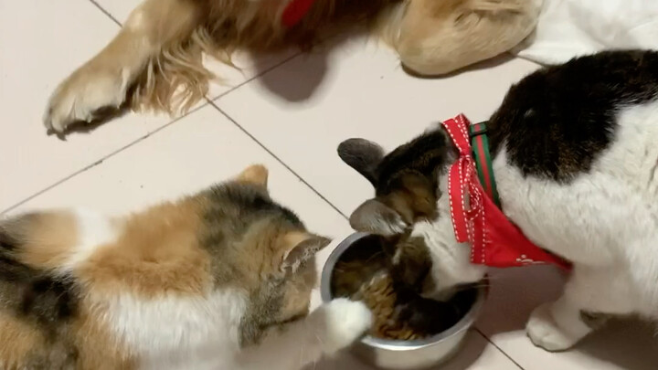 The rice in someone else’s bowl always smells the best.