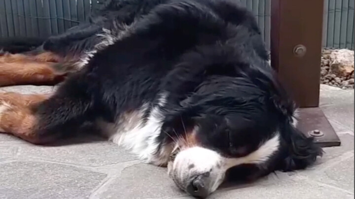 Testing whether the puppy is fit to guard the house...