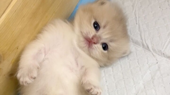 Even the little kitten knows how to slack off now 😂