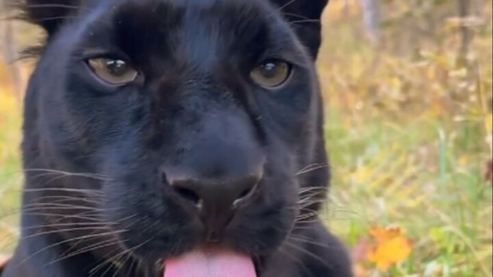 เมื่อคุณเอามือไปแตะตัวเสือดำ มันจะทำหน้าไม่พอใจสุดๆ แล้วจู่ๆ ก็หันหัวมาทำคุณตกใจ!