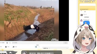 牛牛看男生倒霉时刻【牛野露哞】