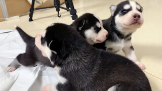 Anak Husky berusia setengah bulan mulai belajar berjalan, garis keturunan segera terbangun