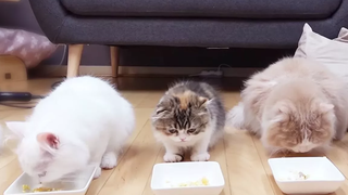 โชว์อาหารแมวไข่พอลแล็คสุดอร่อย