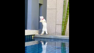 น้องกลายเป็นนากน้อยเลยยยยขาสั้นๆ55555😂😂
