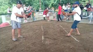 walang kaliskis na may tahid 1x winner 2nd fight draw