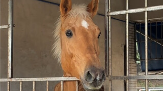 How pet-friendly is the Agricultural University?