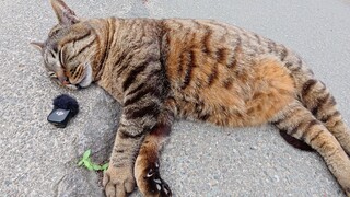Saya merekam suara dengkuran seekor kucing belang yang sedang tidur di jalan menggunakan mikrofon