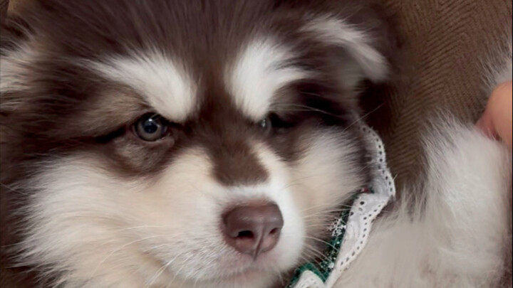 When the kid’s too quiet, you know they’re up to something—and the “big boss” just stands by and doe