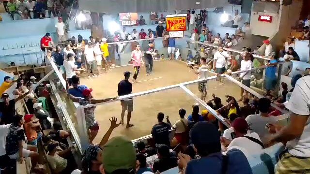 2nd fight champion 🏆 2cock ulutan