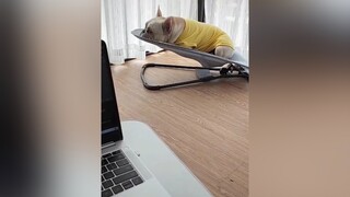 Ngỉ ngon hẵn 😆😆 chócute petcute