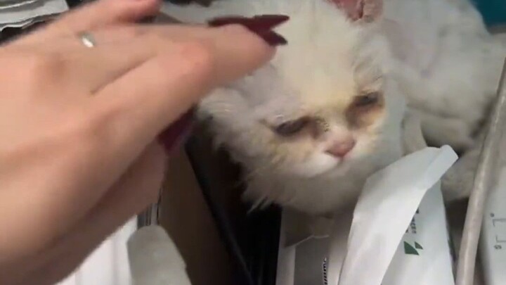 Seorang gadis mengadopsi seekor kucing liar, dan setelah merawatnya dengan baik, ia menjadi kucing y