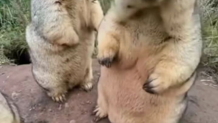Marmot, I really want to take one home