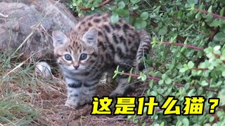 偶遇小野猫