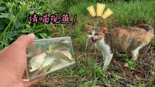 The fate of sneaking into someone's home is to treat them to fish!