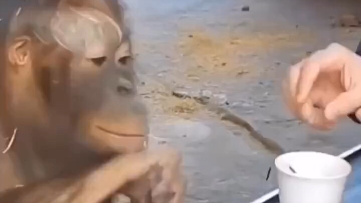 Why does this gorilla’s laugh sound just like a human’s?