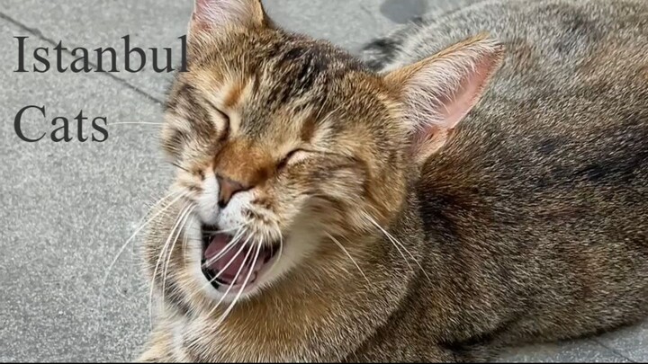 伊斯坦布尔打工喵日常 | 街猫的各种神仙职业 🐱💼Hardest working employees of Istanbul