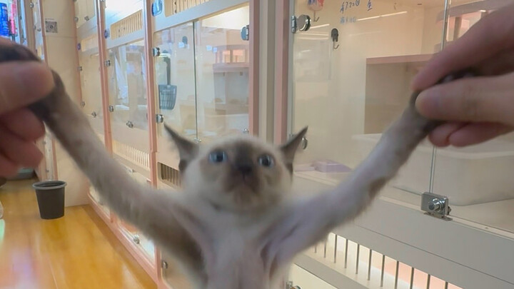 A cattery’s first-person perspective: sending a Siamese kitten to its new home to live the good life