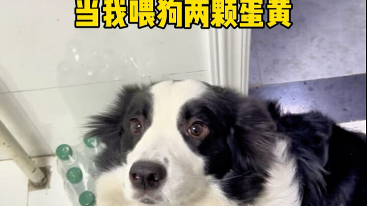 The “Panda-Grabs-Corn” Method for Devouring Egg Yolks